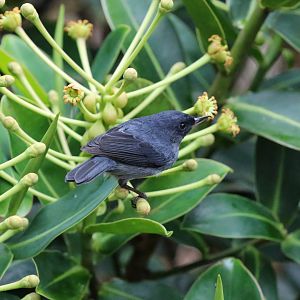 Slaty Flowerpiercer