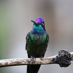 Magnificent Hummingbird