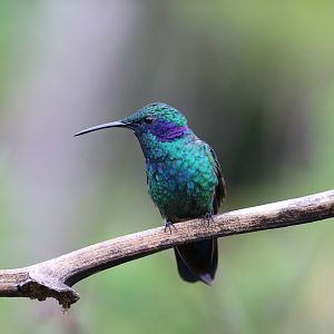 Lesser Violetear