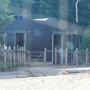 Reticulated and Rothschild's giraffe barn, 2023-09-24