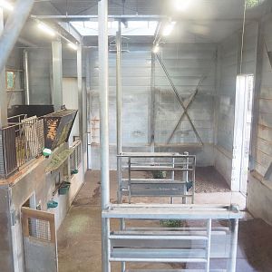 Reticulated and Rothschild's giraffe barn, 2023-09-24