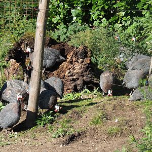 Helmeted guineafowl (Numida meleagris), 2023-09-24