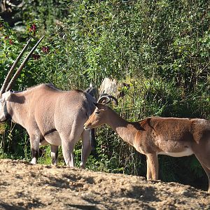 Beisa oryx (Oryx beisa beisa) and Common impala (Aepyceros melampus melampus), 2023-09-24