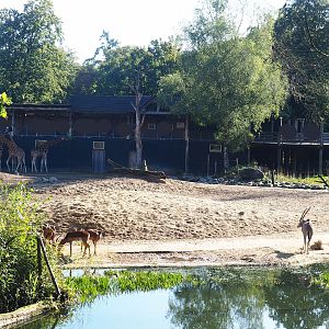 Savanna exhibit, 2023-09-24