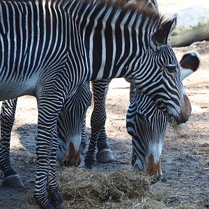 Grévy's zebras (Equus grevyi), 2023-09-24