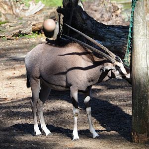 Beisa oryx (Oryx beisa beisa), 2023-09-24