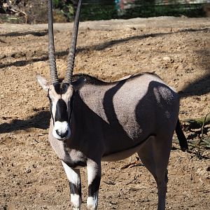Beisa oryx (Oryx beisa beisa), 2023-09-24