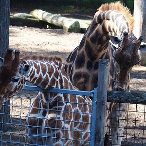 Reticulated giraffe (Giraffa reticulata) and Rothschild's giraffe (G. camelopardalis rothschildi), 2023-09-24