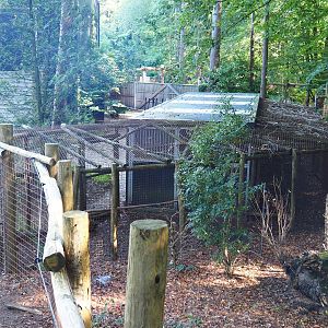 Helmeted guineafowl holding area, 2023-09-24