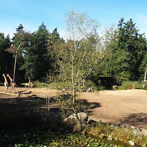 Savanna exhibit, 2023-09-24