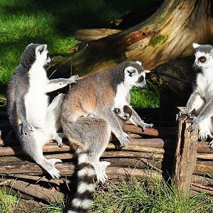 Ring-tailed lemurs (Lemur catta), 2023-09-24