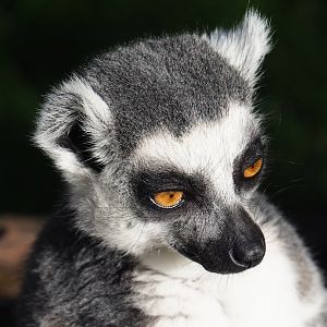 Ring-tailed lemur (Lemur catta), 2023-09-24