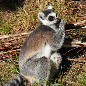 Ring-tailed lemur (Lemur catta), 2023-09-24