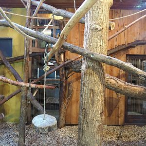 Indoor housing ring-tailed lemurs, 2023-09-24
