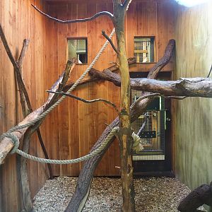 Indoor housing Yellow-breasted capuchins, 2023-09-24