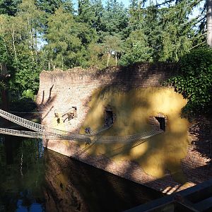 Yellow-breasted capuchin and Ring-tailed lemur house, 2023-09-24
