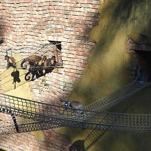 Yellow-breasted capuchins and Ring-tailed lemurs using accesses to their islands, 2023-09-24