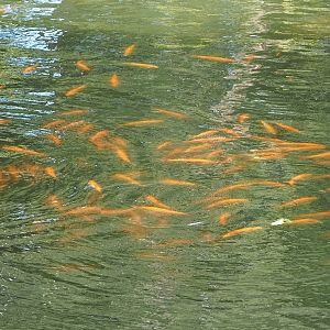 Golden orfes (Leuciscus idus) in creek around primate islands, 2023-09-24