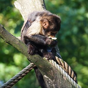 Yellow-breasted capuchin (Sapajus xanthosternos), 2023-09-24