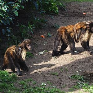 Yellow-breasted capuchins (Sapajus xanthosternos), 2023-09-24