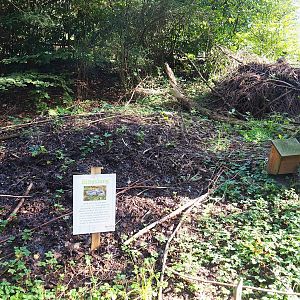 Compost heaps for native barred grass snakes living on zoos grounds, 2023-09-24