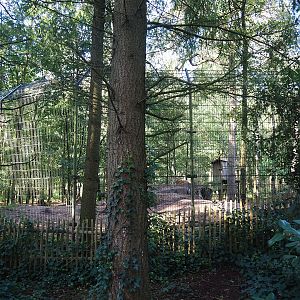 Eurasian grey wolf exhibit, 2023-09-24