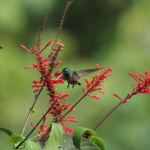 Blue-chested Hummingbird