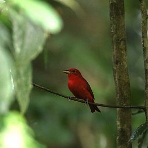 Scarlet Tanager