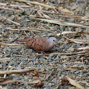 Ruddy Ground-Dove
