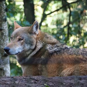 Eurasian grey wolf (Canis lupus lupus), 2023-09-24