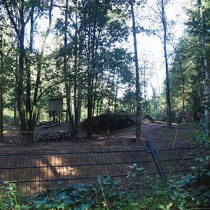 Eurasian grey wolf exhibit, 2023-09-24