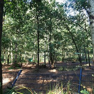 Eurasian grey wolf exhibit, 2023-09-24