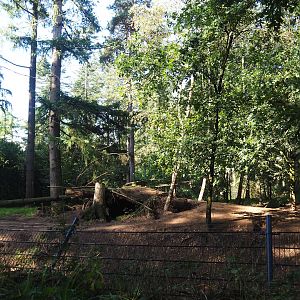 Eurasian grey wolf exhibit, 2023-09-24