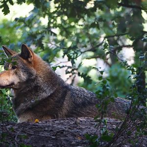 Eurasian grey wolf (Canis lupus lupus), 2023-09-24