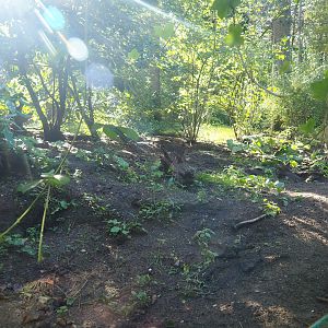 European badger exhibit, 2023-09-24