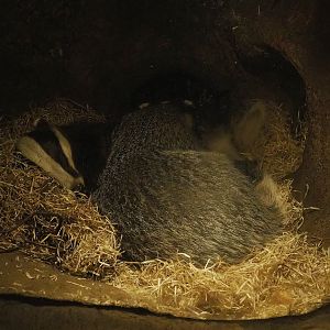 European badger (Meles meles), 2023-09-24
