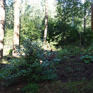 European badger exhibit, 2023-09-24