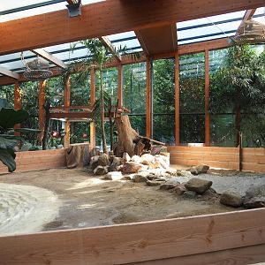 Aldabra giant tortoise indoor  paddock, 2023-09-24