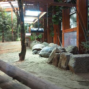 Aldabra giant tortoise indoor paddock, 2023-09-24