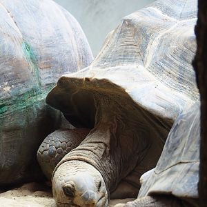 Aldabra giant tortoise (Aldabrachelys gigantea gigantea), 2023-09-24