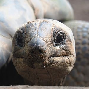 Aldabra giant tortoise (Aldabrachelys gigantea gigantea), 2023-09-24