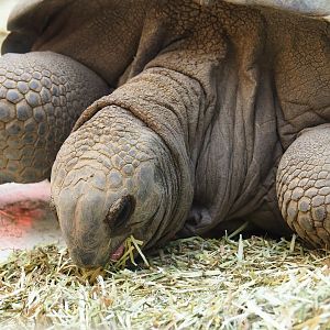 Aldabra giant tortoise (Aldabrachelys gigantea gigantea), 2023-09-24