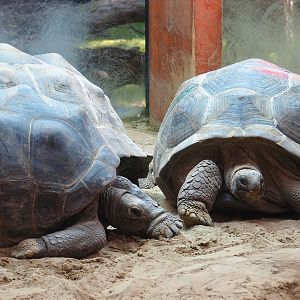 Aldabra giant tortoises (Aldabrachelys gigantea gigantea), 2023-09-24