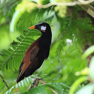 Montezuma Oropendola