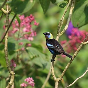 Golden-hooded Tanager
