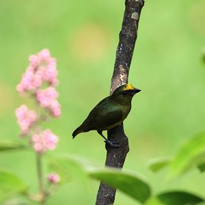 Olive-backed Euphonia