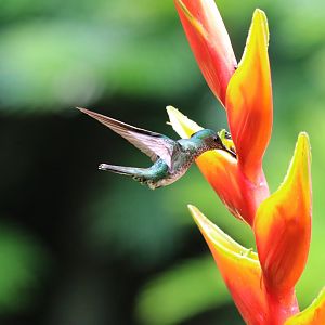 White-necked Jacobin