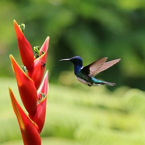 White-necked Jacobin