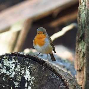 Wild European robin (Erithacus rubecula), 2023-09-24
