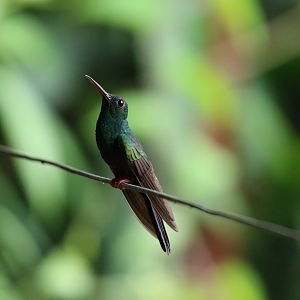 Bronze-tailed Plumeleteer